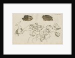 'La Tulipe de Mer' [Barnacle] by Anonymous