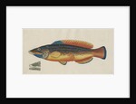 'Le Paon Bleu' [Cuckoo wrasse] by Anonymous