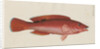 'Paon Rouge' [Cuckoo wrasse] by Anonymous