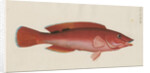 'Paon Rouge' [Cuckoo wrasse] by Anonymous