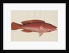 'Paon Rouge' [Cuckoo wrasse] by Anonymous