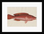 'Paon Rouge' [Cuckoo wrasse] by Anonymous