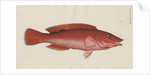 'Paon Rouge' [Cuckoo wrasse] by Anonymous