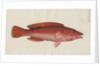 'Paon Rouge' [Cuckoo wrasse] by Anonymous