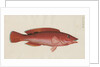 'Paon Rouge' [Cuckoo wrasse] by Anonymous