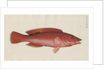 'Paon Rouge' [Cuckoo wrasse] by Anonymous