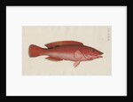 'Paon Rouge' [Cuckoo wrasse] by Anonymous