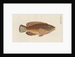 'Le Rone, ou la Carousse de Mer' [Corkwing wrasse] by Anonymous