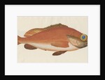 'Perche Rouge ou Norvegienne' [Rose fish] by Anonymous