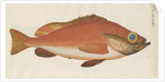 'Perche Rouge ou Norvegienne' [Rose fish] by Anonymous