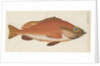 'Perche Rouge ou Norvegienne' [Rose fish] by Anonymous