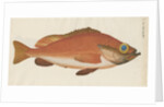 'Perche Rouge ou Norvegienne' [Rose fish] by Anonymous