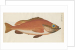 'Perche Rouge ou Norvegienne' [Rose fish] by Anonymous