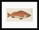 'Perche Rouge ou Norvegienne' [Rose fish] by Anonymous