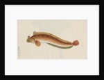 'Brosme Toupee, or Galerite' [Blenny] by Anonymous
