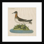 'Le Coq Dodin' [Red-necked phalarope] by Anonymous