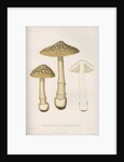 'Agaricus (Amarnita) Strangulaus' [Snakeskin Grisette mushroom] by Abraham Lundquist & Company
