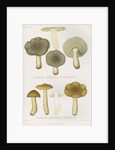 'Agaricus (Tricholoma) Portentosus' [Dingy Agaric mushroom] and 'Agaricus (Tricoloma) Fucatus' by Abraham Lundquist & Company