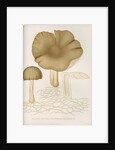 'Agaricus (Collybia) Platyphyllus' [mushrooms] by Abraham Lundquist & Company