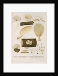 Specimens of Pleurotus [Oyster mushrooms] by Abraham Lundquist & Company