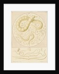 Vibrio tritici nemotode worms by Franz Andreas Bauer