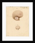 The human eardrum by William Clift
