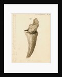 Fossil horn core of a bos by William Clift