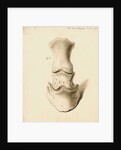 Fossil horse foot by William Clift