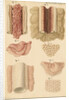 Ovaries and testes of the lamprey and conger eel by Franz Andreas Bauer