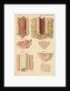 Ovaries and testes of the lamprey and conger eel by Franz Andreas Bauer