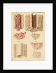 Ovaries and testes of the lamprey and conger eel by Franz Andreas Bauer