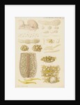 Earthworm eggs and their development by Franz Andreas Bauer