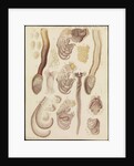 Barnacles by Franz Andreas Bauer