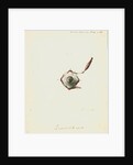 The human eye by Charles Bell