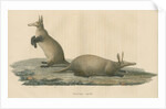 'Orycteropus capensis' [Aardvark] by F Keller