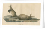 'Orycteropus capensis' [Aardvark] by F Keller