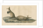 'Orycteropus capensis' [Aardvark] by F Keller