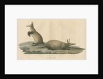 'Orycteropus capensis' [Aardvark] by F Keller