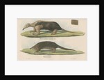 'Myremecophaga tamandua' [Giant anteater] and 'Manis javanica' [Sunda pangolin] by F Keller