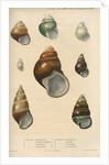 Freshwater snail shells by Peter S Duval