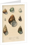 Freshwater snail shells by Peter S Duval
