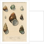 Freshwater snail shells by Peter S Duval
