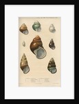 Freshwater snail shells by Peter S Duval