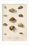 Land snail shells by Peter S Duval