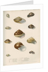 Land snail shells by Peter S Duval