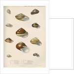 Land snail shells by Peter S Duval