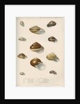 Land snail shells by Peter S Duval