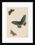 Butterflies of North and South America by Maria Eleonora Hochecker