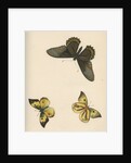 Butterflies of North and South America by Maria Eleonora Hochecker