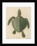 'Chelonia olivacea' [Olive Ridley sea turtle] by J Gumpel junior
